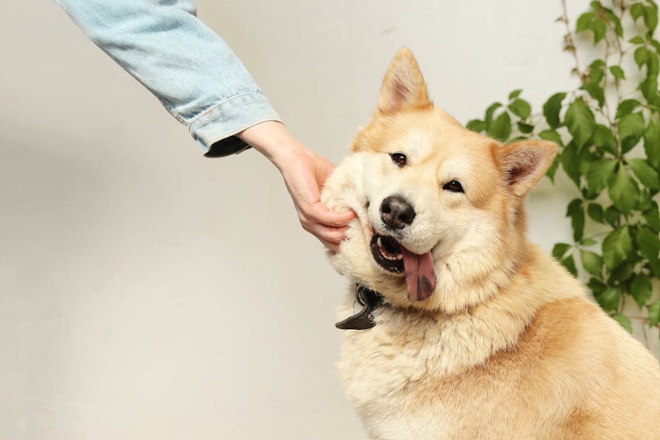 pet sitting cost Melbourne