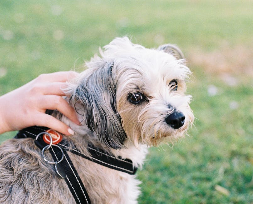 pet sitting cost Sydney