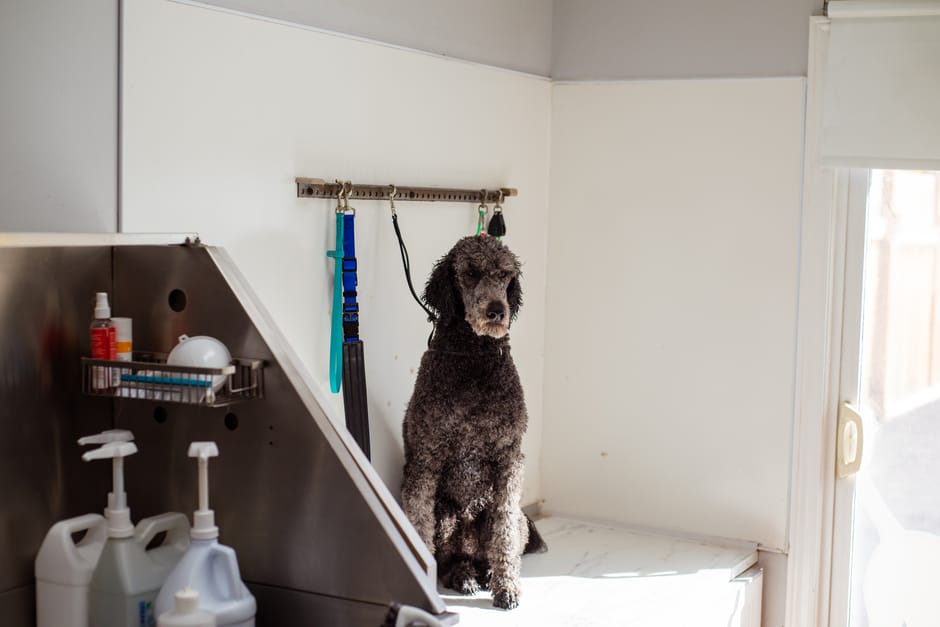 poodle grooming cost Australia