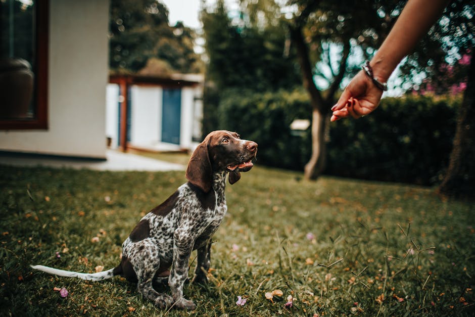 puppy school cost australia
