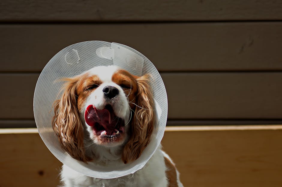 dog desexing cost australia