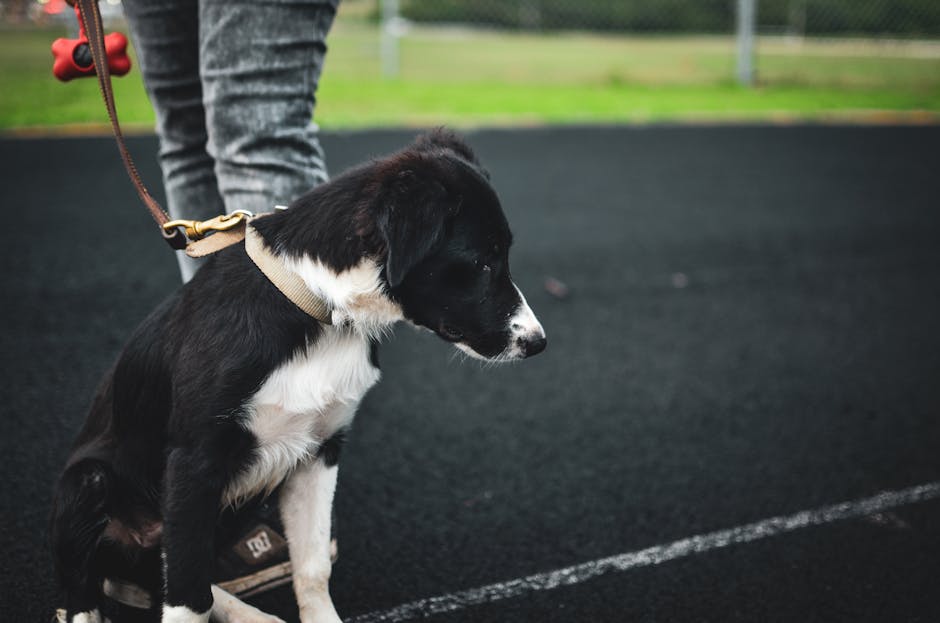 puppy school cost australia
