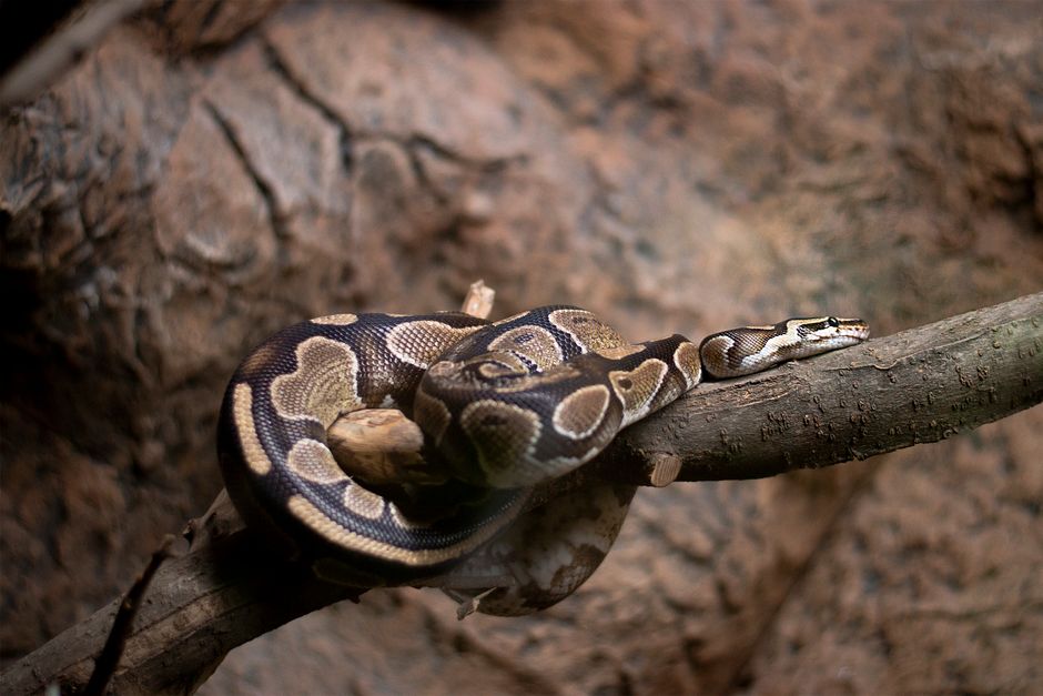python cost australia