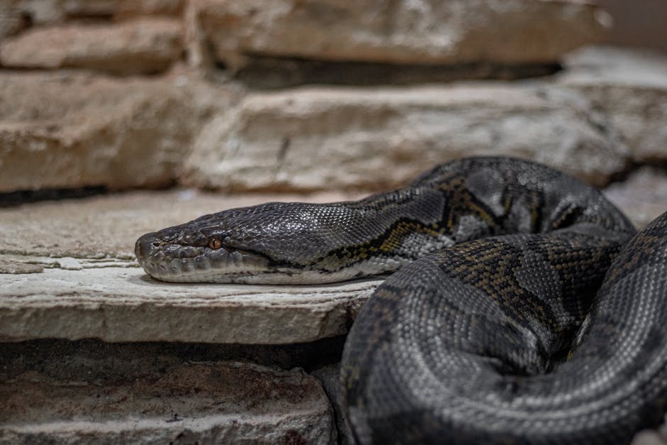 python cost australia
