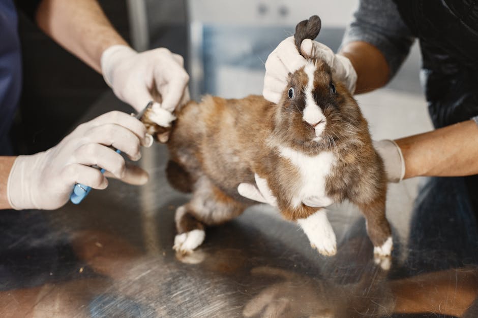 pet vaccination cost australia