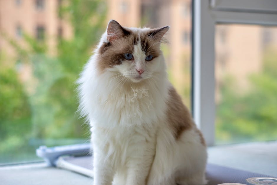 ragdoll cat cost australia