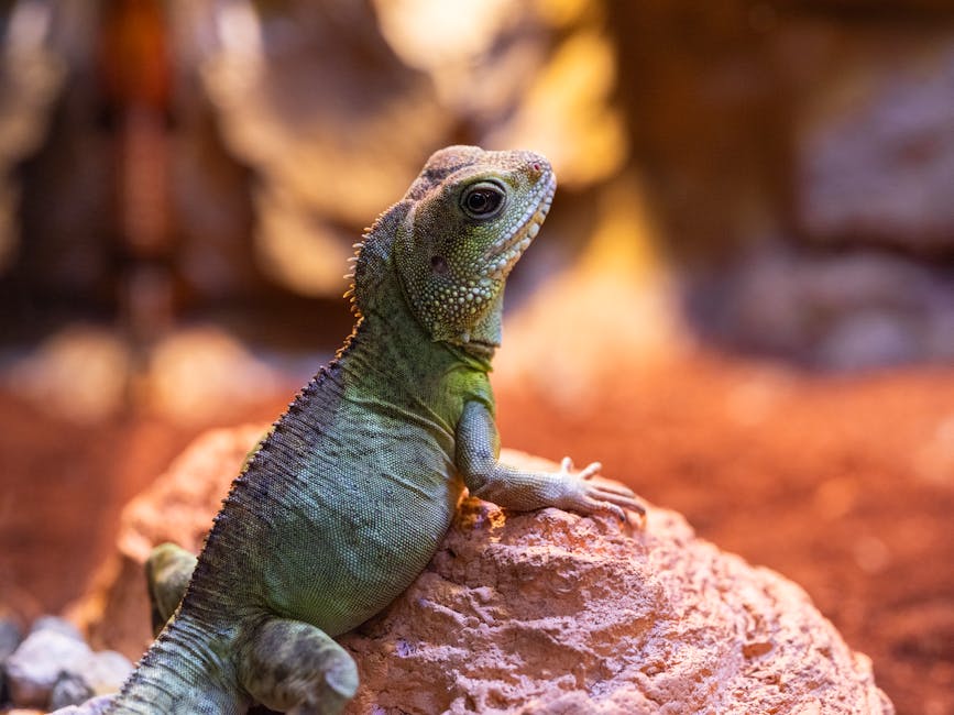 reptile licence cost australia