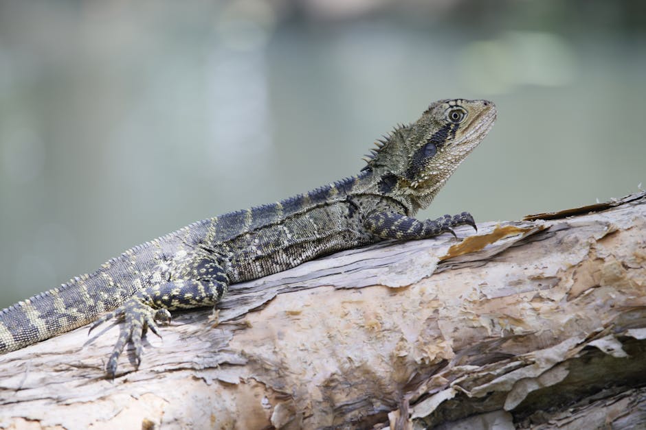 reptile licence cost australia