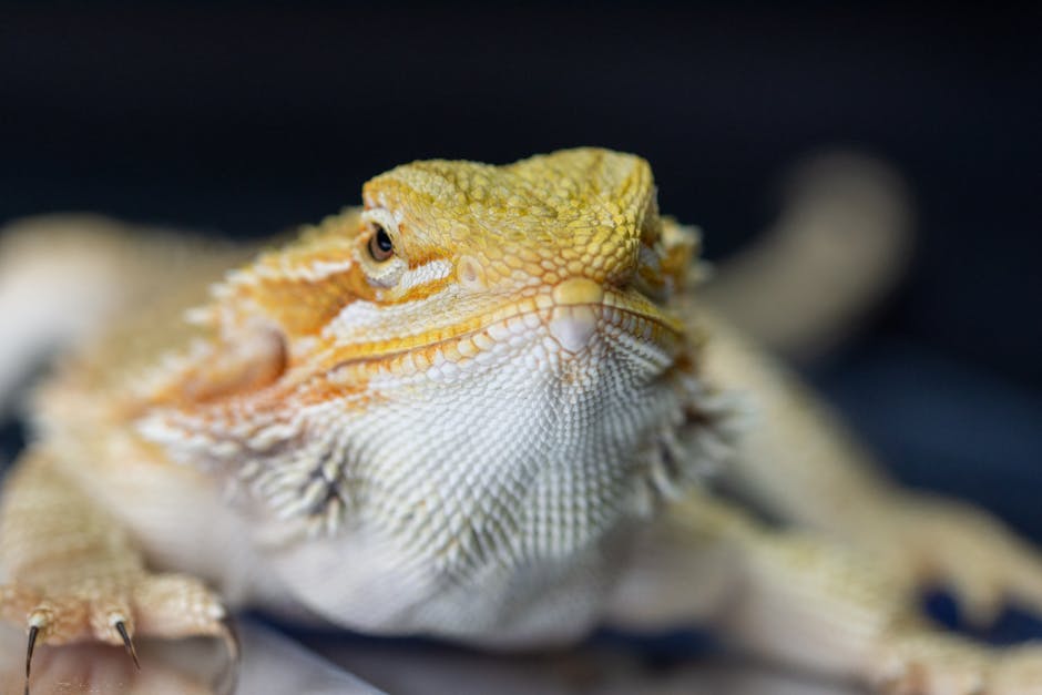 reptile licence cost South Australia