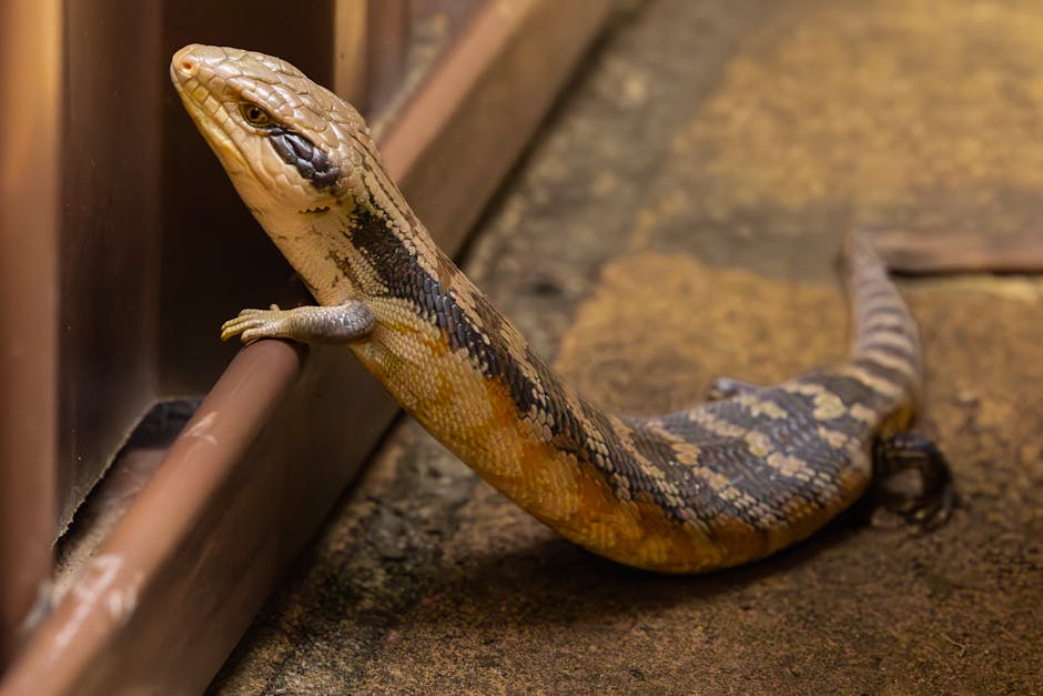 reptile licence cost Tasmania