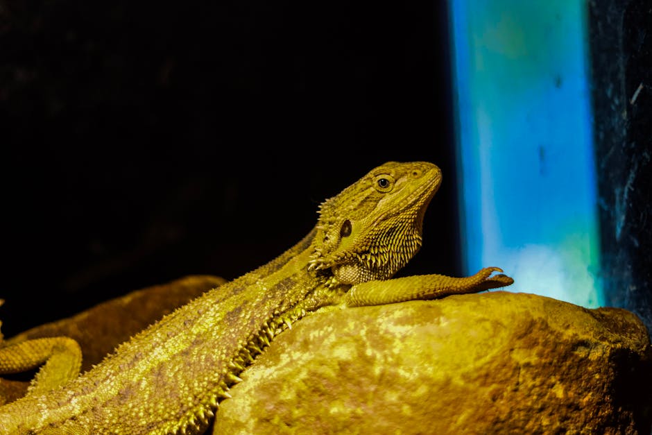 reptile licence cost Western Australia