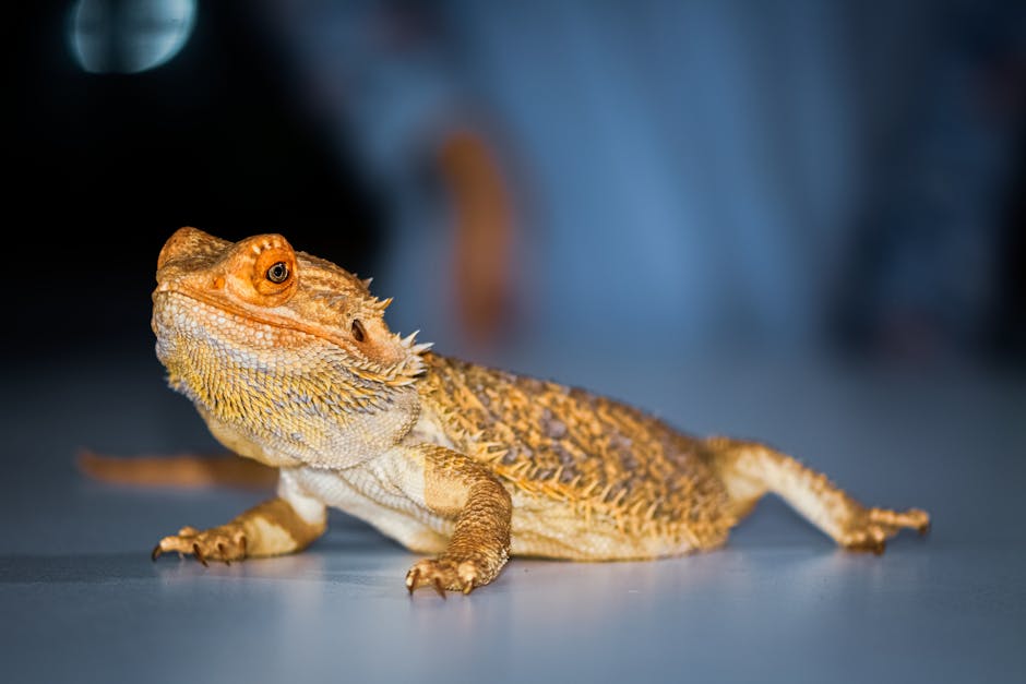reptile vet cost australia