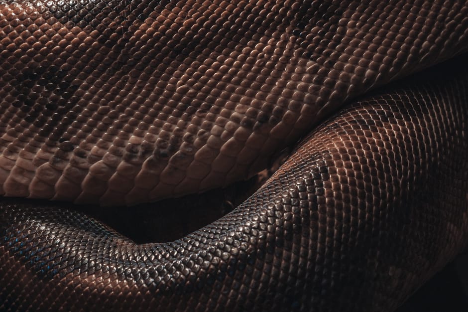 reptile vet cost australia