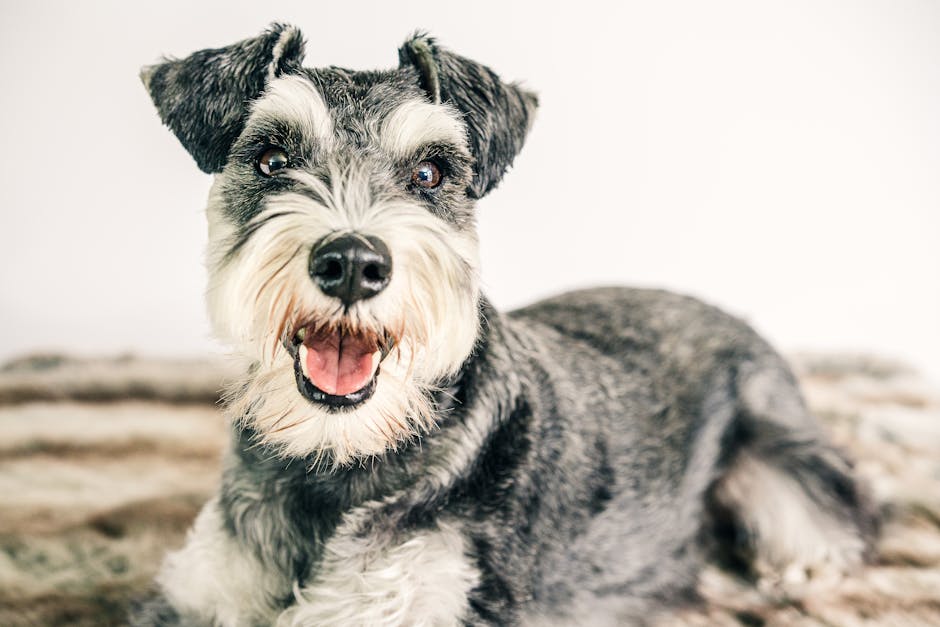 schnauzer grooming cost australia