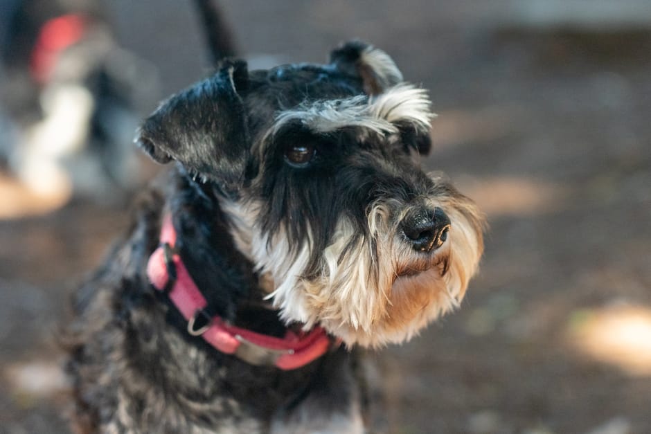 schnauzer grooming cost australia