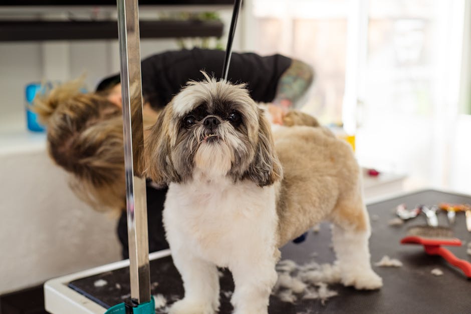 Shih Tzu grooming cost Australia