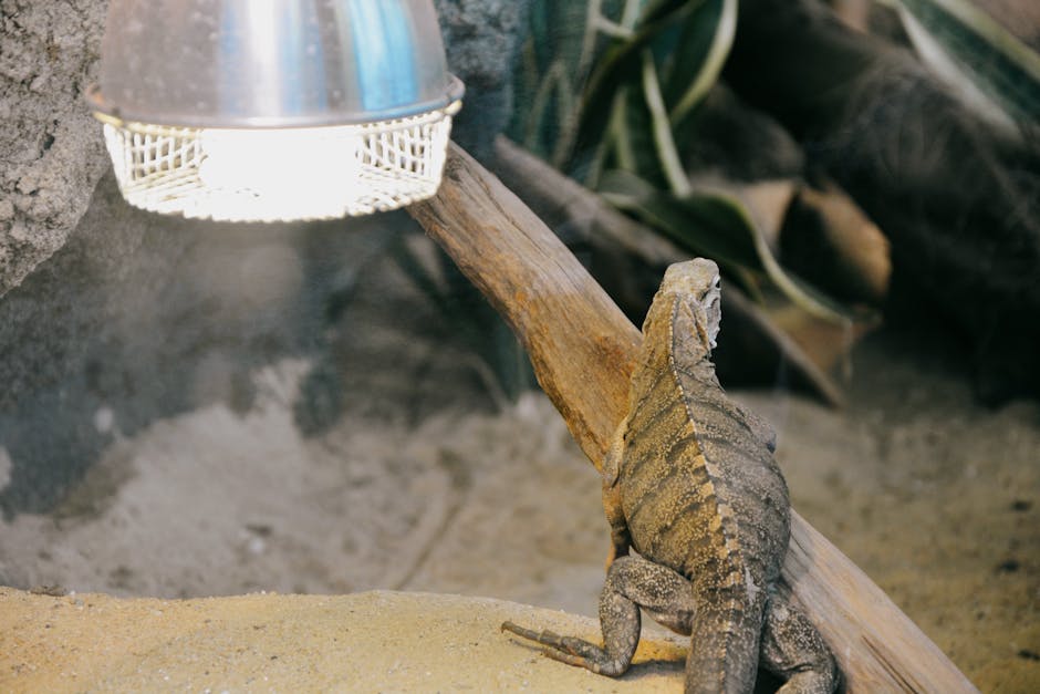 snake enclosure setup cost australia