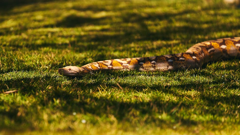 snake ownership cost Australia
