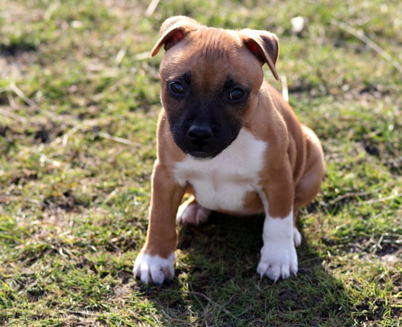 staffy ownership cost australia