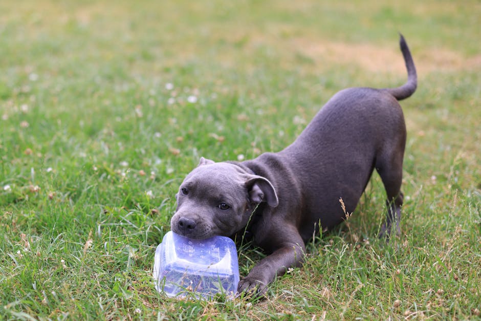 staffy ownership cost australia