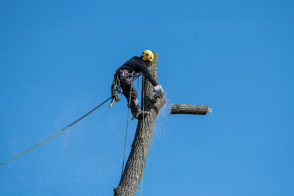 tree removal cost australia