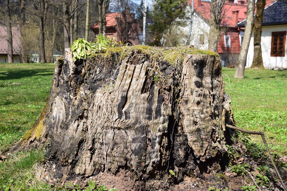 tree removal cost australia