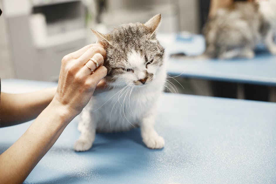 vet consultation cost Darwin