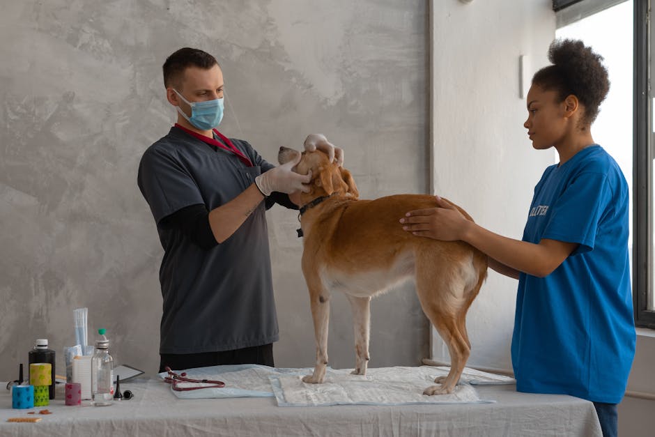 dog desexing cost australia