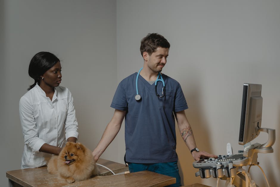 pet ultrasound cost australia