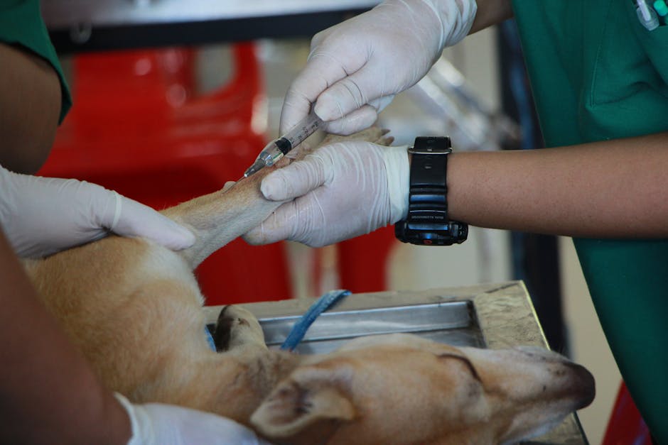 dog vaccination cost australia