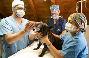 dog desexing cost australia