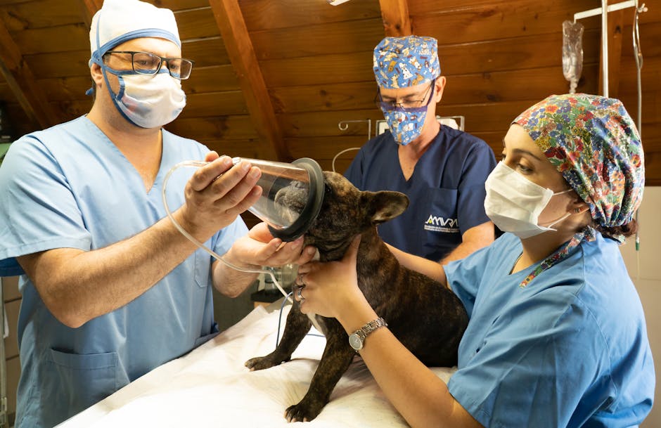 dog desexing cost australia