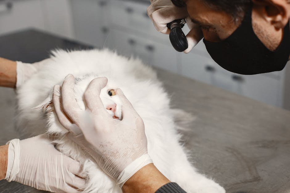 cat desexing cost australia