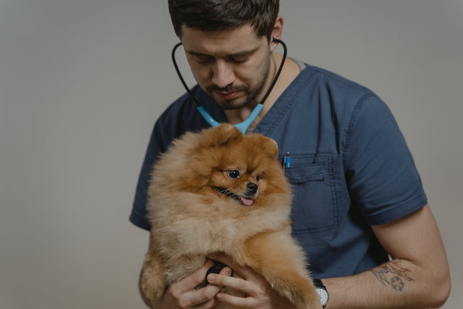 emergency vet cost australia