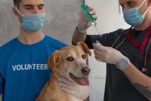 pet vaccination cost australia