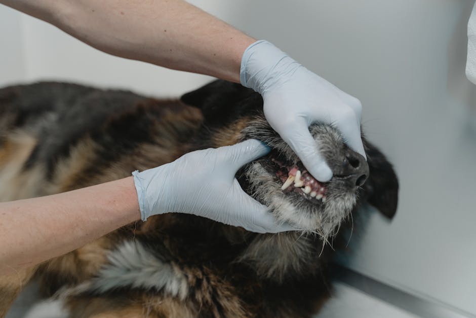 pet dental cleaning cost australia