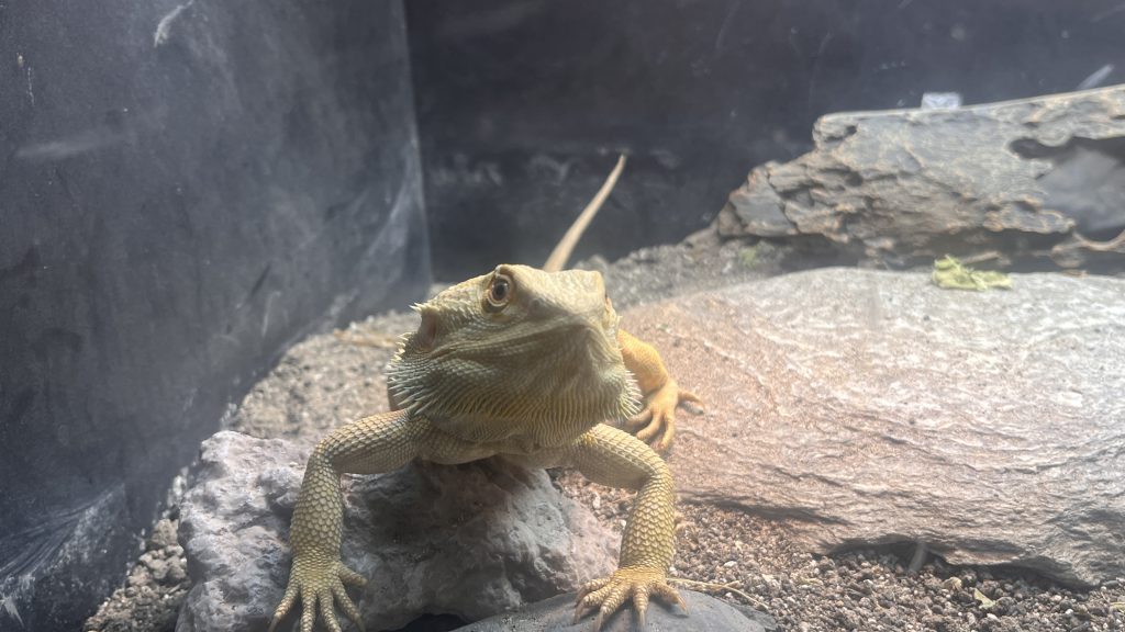 exotic-pet-vet-costs-in-australia