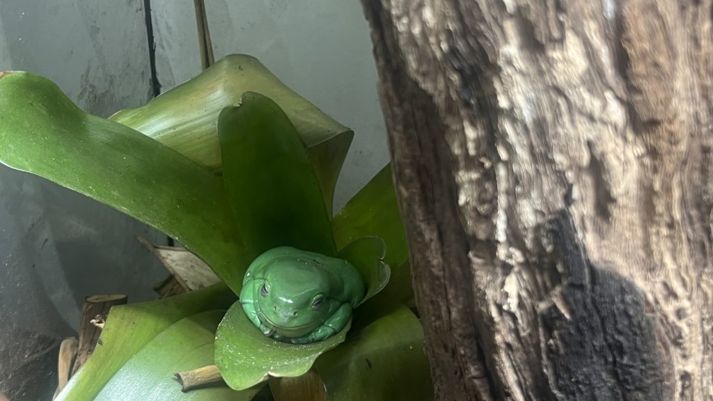 exotic-pet-vet-costs-in-australia