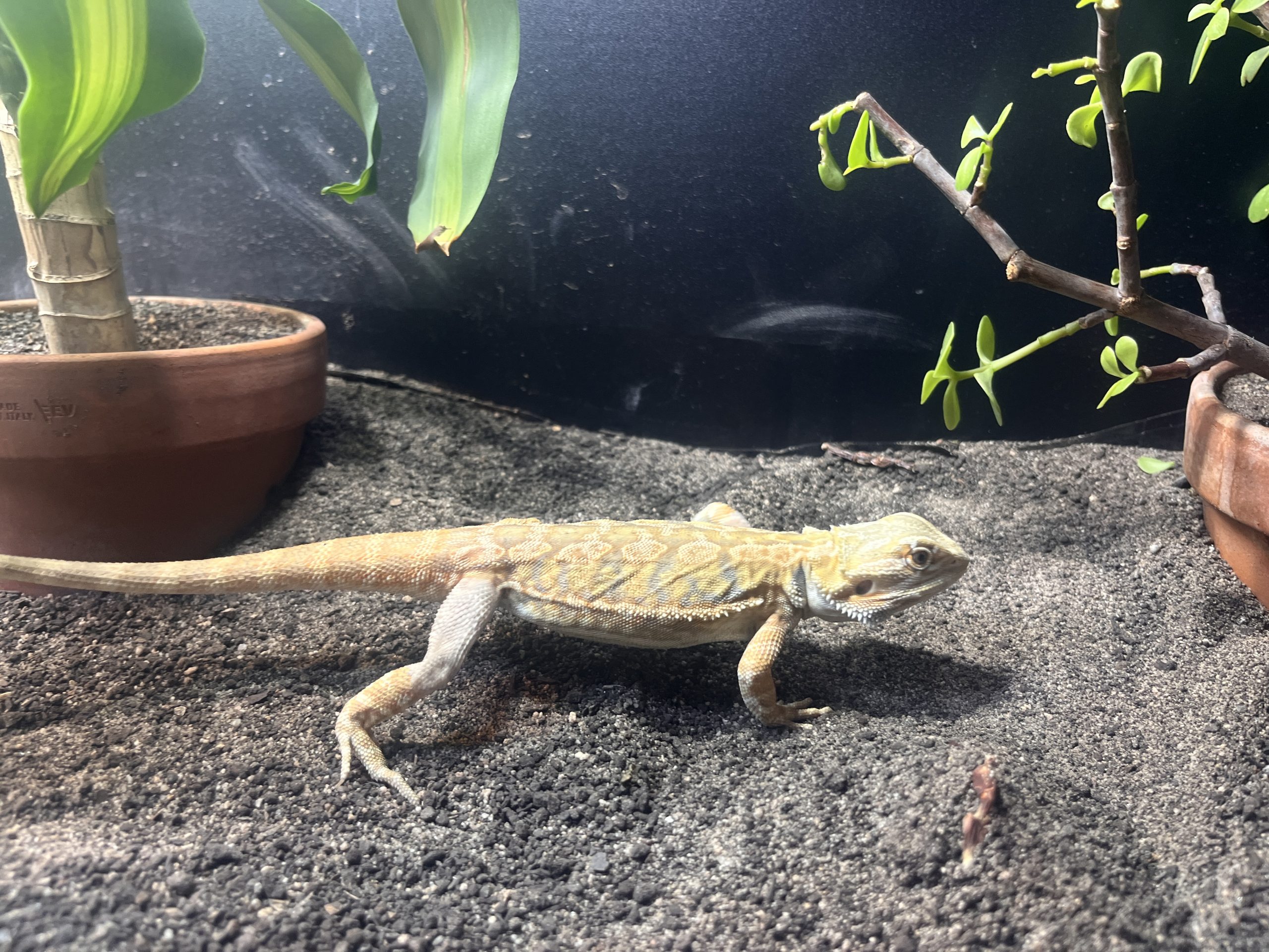 bearded dragon setup cost Australia