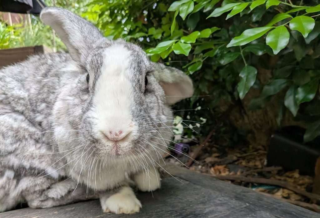 Cost of owning a rabbit in australia