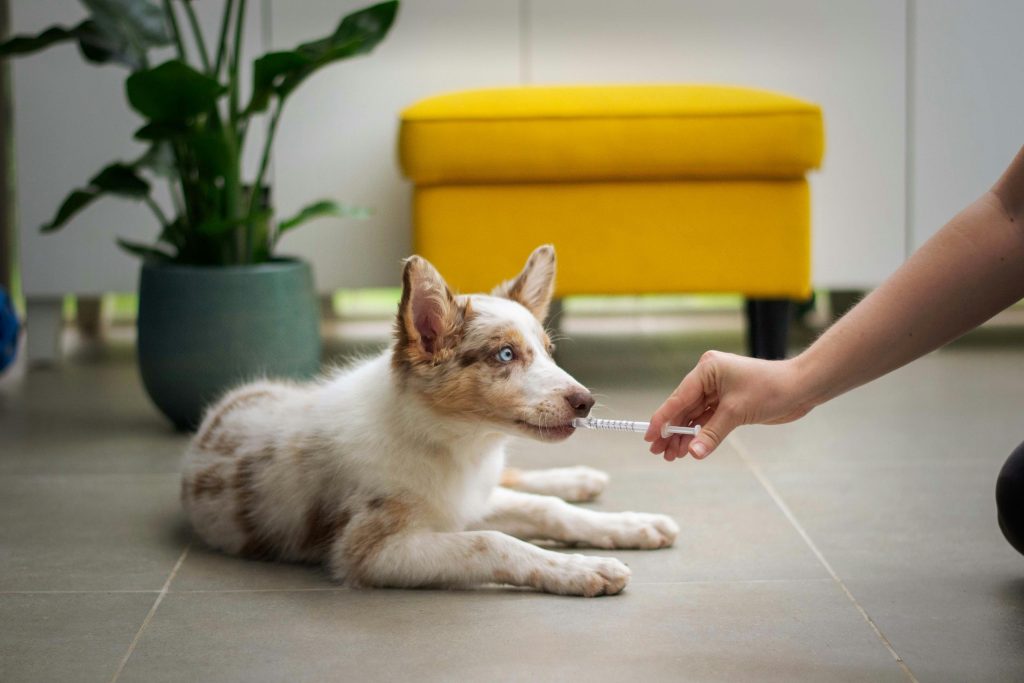 dog-desexing-cost