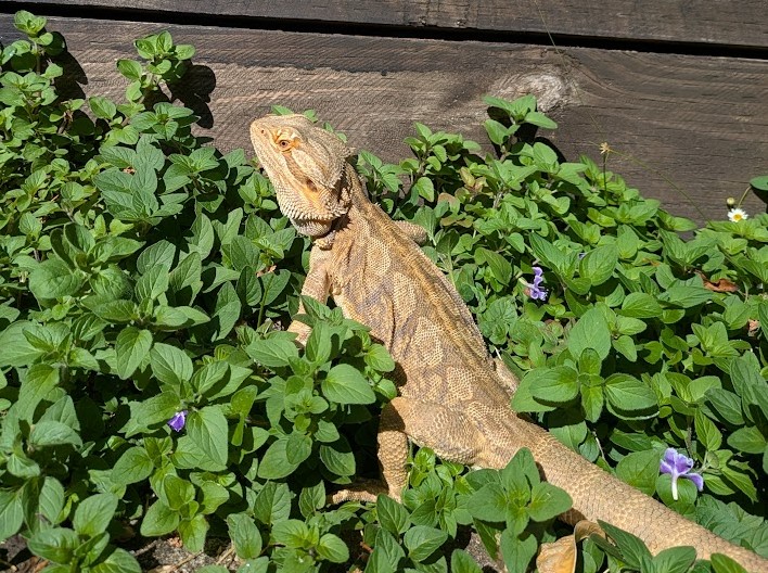 bearded-dragon-cost-guide