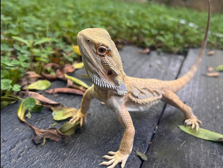 bearded dragon cost in australia