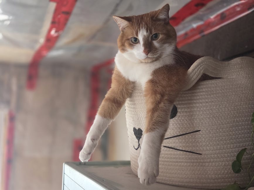 cat boarding cost australia