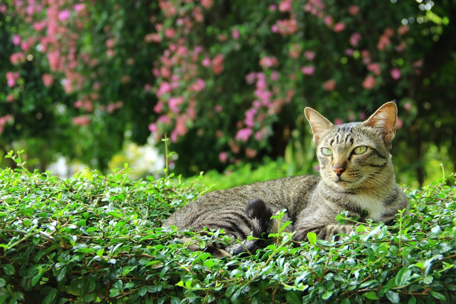 cat boarding cost australia