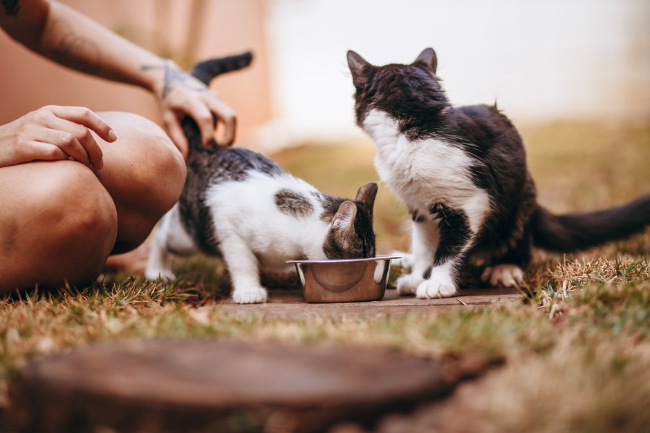 cat ownership cost australia