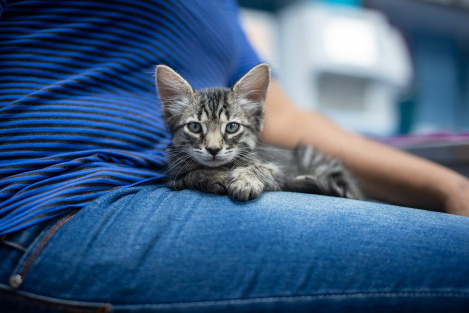 cat ownership cost australia