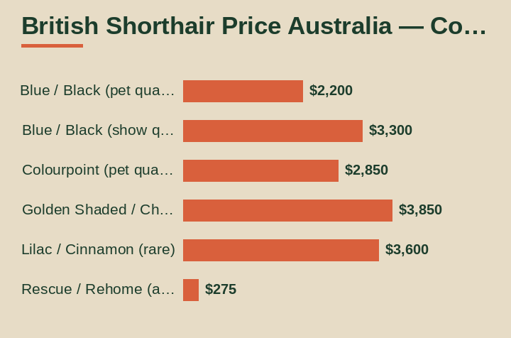 british shorthair price australia cost breakdown comparison