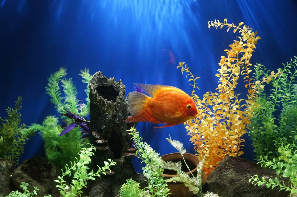 fish-tank-setup-cost-australia