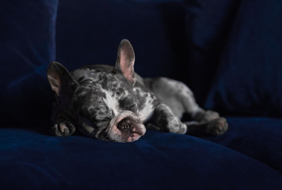 dog boarding cost adelaide